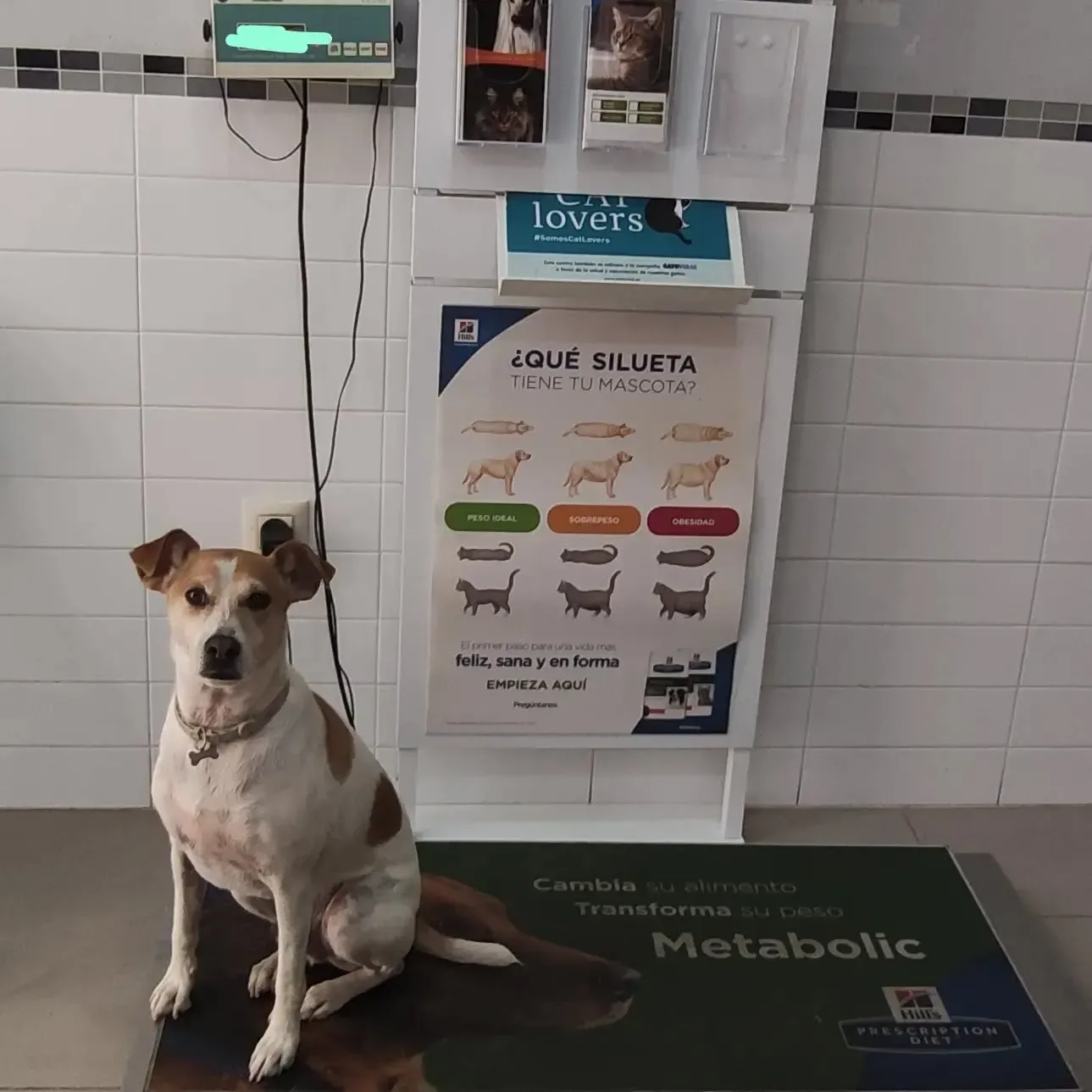Clínica Veterinaria en Alzira con ALZIVET