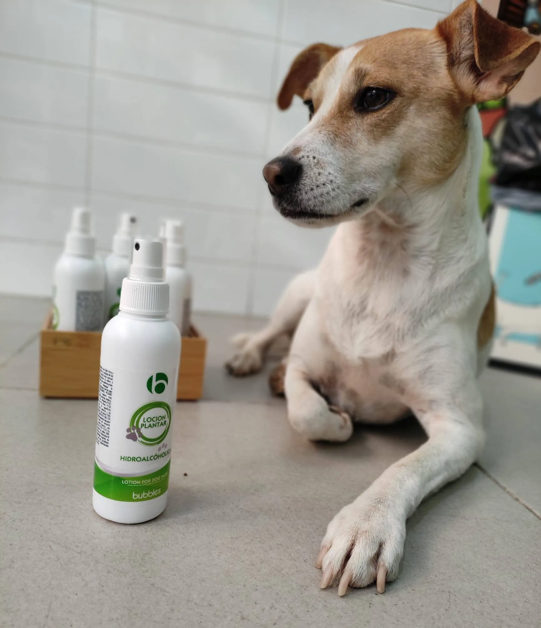 Clínica Veterinaria en Alzira con ALZIVET
