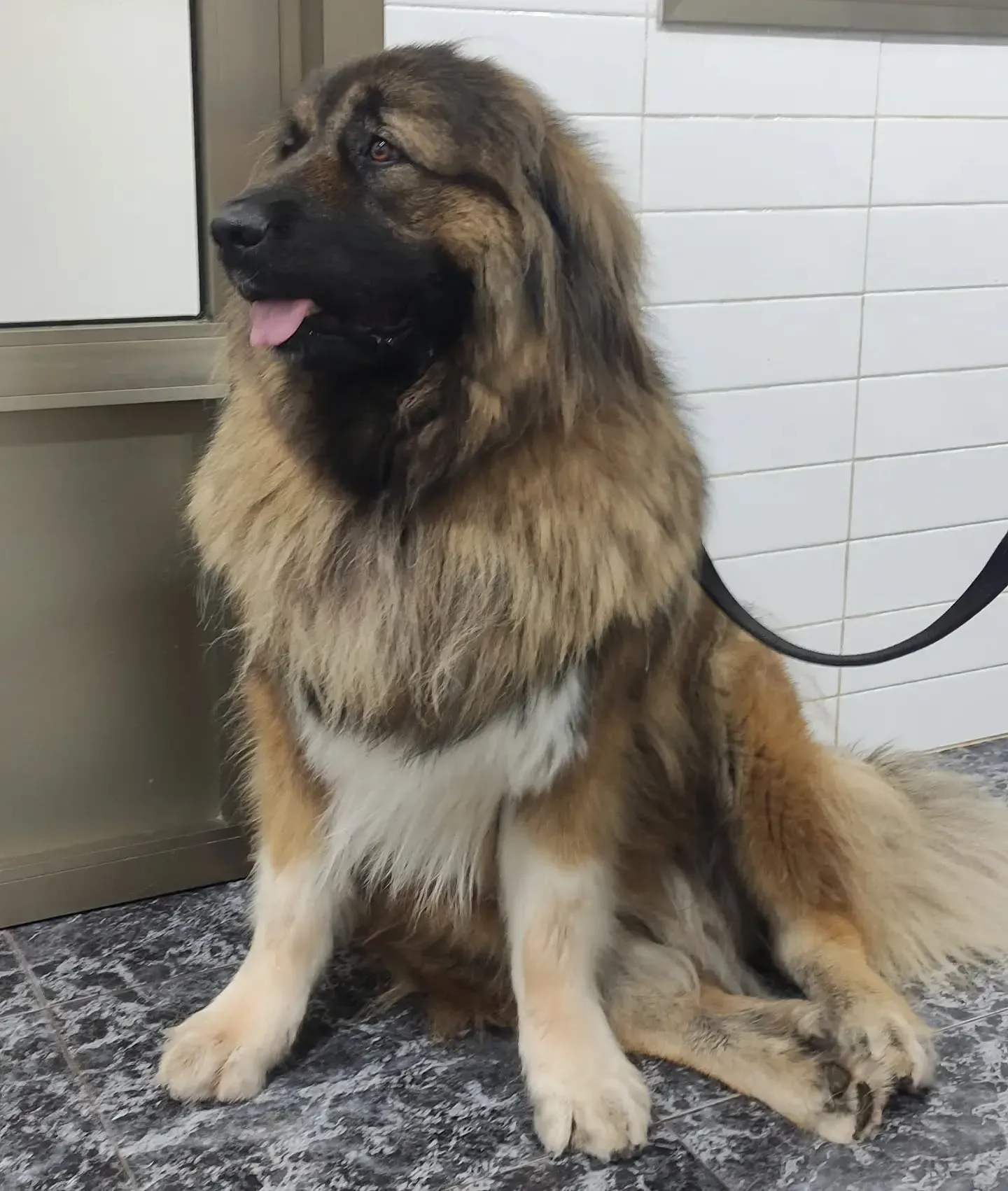 Clínica Veterinaria en Alzira con ALZIVET