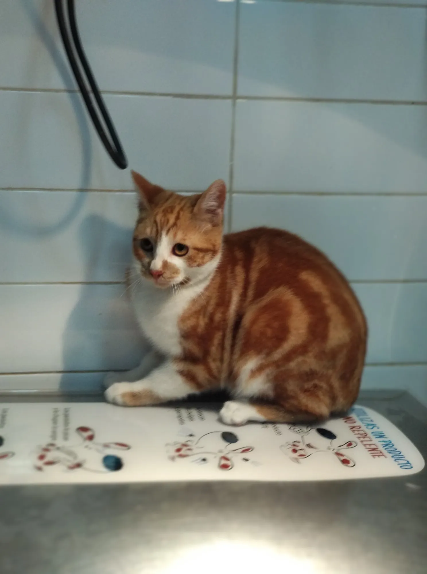 Clínica Veterinaria en Alzira con ALZIVET