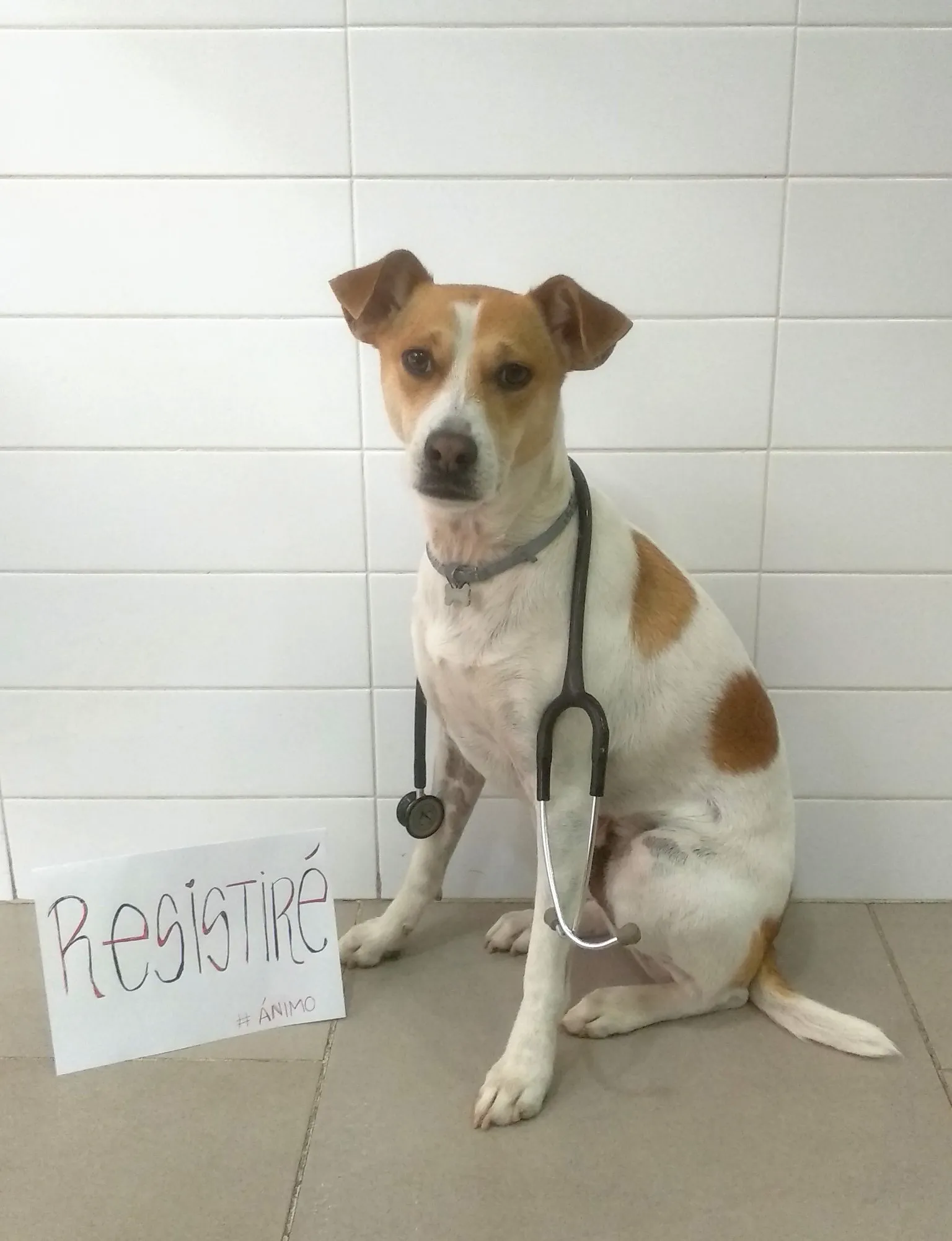 Clínica Veterinaria en Alzira con ALZIVET