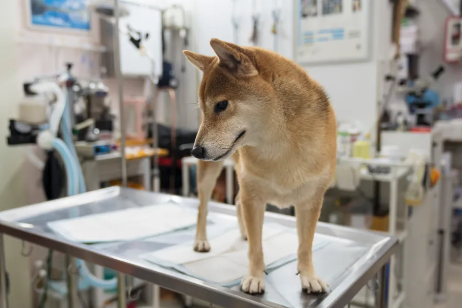 Clínica Veterinaria en Alzira con ALZIVET