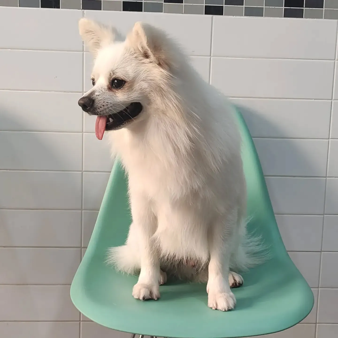 Clínica Veterinaria en Alzira con ALZIVET