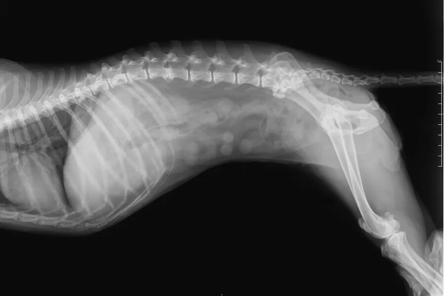 Clínica Veterinaria en Alzira con ALZIVET