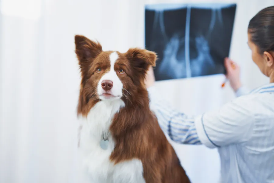 Clínica Veterinaria en Alzira con ALZIVET